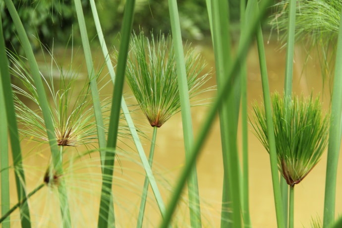 世界上 最古老 最早 的纸 — 纸莎草纸
