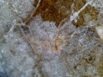 唐代 野猪 独角兽 尾巴 水沁 反铅 显微照片