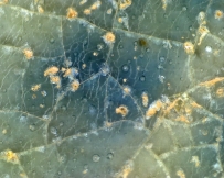 元代青花缠枝牡丹纹罐【显微照片】