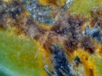 绿松石 贝币 7041  显微照片 图片