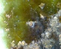 元青花 葫芦叶 点彩 盖罐_显微照片