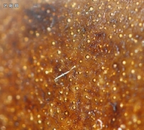 偏光显微镜下的祭蓝釉和酱釉