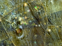 汉代 至  唐代 青瓷 网格纹 耳系 显微图片