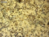 古瓷馆藏 宋代茶叶末瓜棱执壶 显微照片