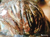 国低温铅釉陶的“银釉”现象