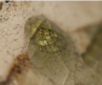 偏光显微镜下的软质瓷与硬质瓷