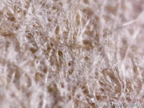 用电子显微镜来鉴定古书画的纸质